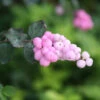 Proud Berry® Coralberry -Great Garden Plants Symphoricarpos Proud Berry 1