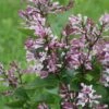 Baby Kim® Lilac 2 Baby Kim® Lilac -Great Garden Plants Syringa Baby Kim 1 11c8a80d 7d9c 4fe0 aa97 0dc641a7fca0 sw