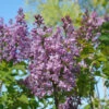 Scentara® Double Blue Lilac 2 Scentara® Double Blue Lilac -Great Garden Plants Syringa Scentara Double Blue 1 P