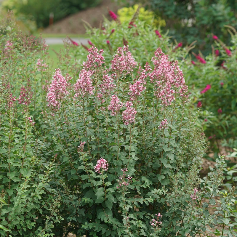 Bloomerang Ballet™ Lilac 5 Bloomerang Ballet™ Lilac - Image 3