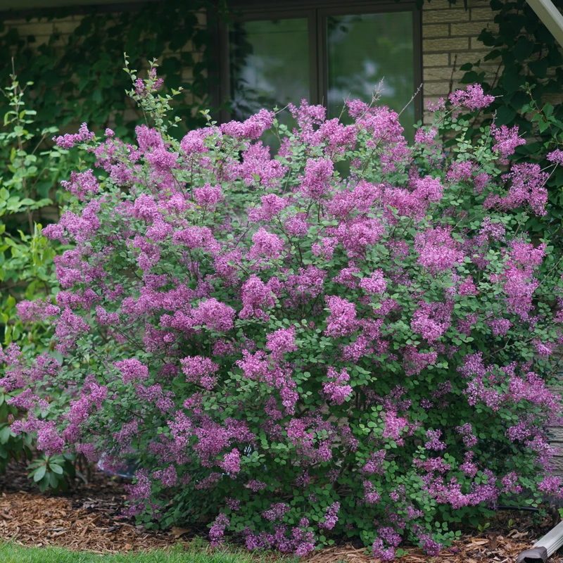 Bloomerang® Dark Purple Reblooming Lilac 4 Bloomerang® Dark Purple Reblooming Lilac - Image 2