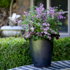 Bloomerang® Dark Purple Reblooming Lilac 12 Bloomerang® Dark Purple Reblooming Lilac -Great Garden Plants SyringaBloomerangDarkPurpleIMG 8948 800x800 b73a99c