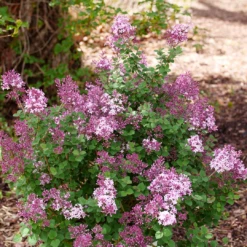 Bloomerang® Purpink™ Lilac -Great Garden Plants SyringaBloomerangPurpinkP1162690 1080x1080 307228c 620d74b8 455b 458c 8976 ec393ba1fca6
