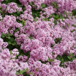 Bloomerang® Purpink™ Lilac -Great Garden Plants SyringaBloomerangPurpinkP1173775 1080x1080 2bc730b 8740d8cd fcf7 4039 8c7c dec9ed16072e