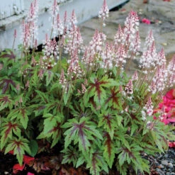 'Sugar & Spice' Foamflower 9 'Sugar & Spice' Foamflower -Great Garden Plants TIASS1Q 1
