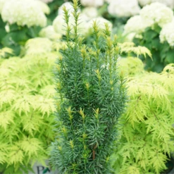 Stonehenge Skinny® Yew -Great Garden Plants TaxusStonehengeSkinnyDSC00077 800x800 01d2072