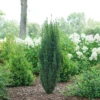 Stonehenge Skinny® Yew -Great Garden Plants TaxusStonehengeSkinnyDSC08390 800x800 e03bd93