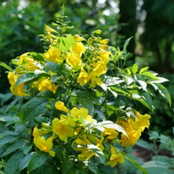 Chicklet™ Gold Trumpet Bush -Great Garden Plants TecomaChickletGoldP1072176 800x800 ee6a705