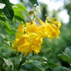 Chicklet™ Gold Trumpet Bush -Great Garden Plants TecomaChickletGoldP1072192 800x800 34f7f6b