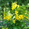 Chicklet™ Gold Trumpet Bush 1 Chicklet™ Gold Trumpet Bush -Great Garden Plants TecomaChickletGoldP1072218 800x800 1b2d13b