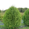 Cheer Drops™ Arborvitae -Great Garden Plants ThujaCheerDropsDSC03235LR sw