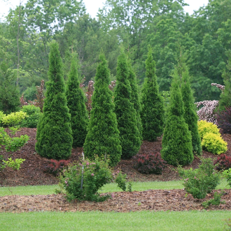North Pole® Arborvitae 6 North Pole® Arborvitae - Image 4