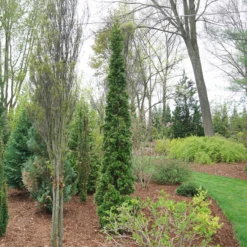 Sting™ Arborvitae -Great Garden Plants ThujaStingDSC08025 800x800 53ffe22