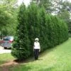 Full Speed A Hedge® 'American Pillar' Arborvitae -Great Garden Plants Thuja American Pillar 5 sw
