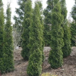 Full Speed A Hedge® 'Thin Man' Arborvitae 7 Full Speed A Hedge® 'Thin Man' Arborvitae -Great Garden Plants ThujaoccidentalisThinManIMG 1635 800x800 fdbdd36