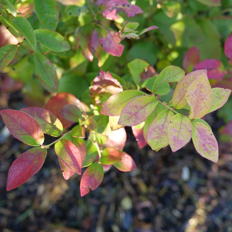 Sky Dew™ Gold Vaccinium 5 Sky Dew™ Gold Vaccinium - Image 3