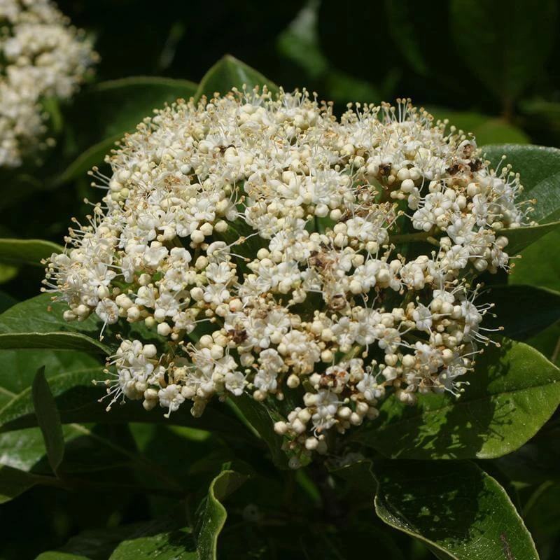 Brandywine™ Witherod Viburnum 7 Brandywine™ Witherod Viburnum - Image 5