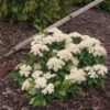 Lil Ditty® Dwarf Viburnum 1 Lil Ditty® Dwarf Viburnum -Great Garden Plants Viburnum Lil Ditty 1 P