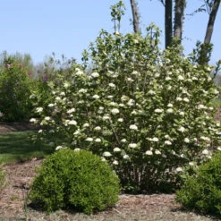 Red Balloon® Lantanaphyllum Viburnum 8 Red Balloon® Lantanaphyllum Viburnum -Great Garden Plants Viburnum Red Balloon 2