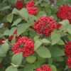 Red Balloon® Lantanaphyllum Viburnum 2 Red Balloon® Lantanaphyllum Viburnum -Great Garden Plants Viburnum Red Balloon 3