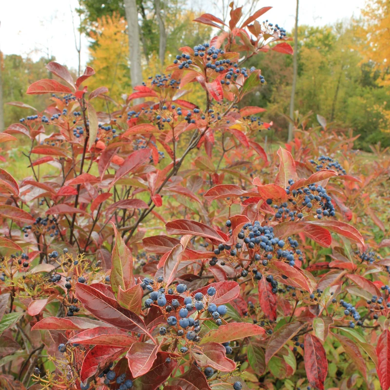 Brandywine™ Witherod Viburnum 4 Brandywine™ Witherod Viburnum - Image 2