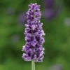 'Vintro Blue’ English Lavender 2 'Vintro Blue’ English Lavender -Great Garden Plants VintroBlueLavender