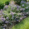Rock Steady™ Chastetree -Great Garden Plants Vitex Rock Steady IMG 0869