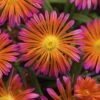 Ocean Sunset™ Orange Glow Ice Plant 1 Ocean Sunset™ Orange Glow Ice Plant -Great Garden Plants WEB 186147