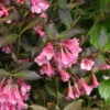 Very Fine Wine™ Weigela -Great Garden Plants Weigela Fine Wine 1