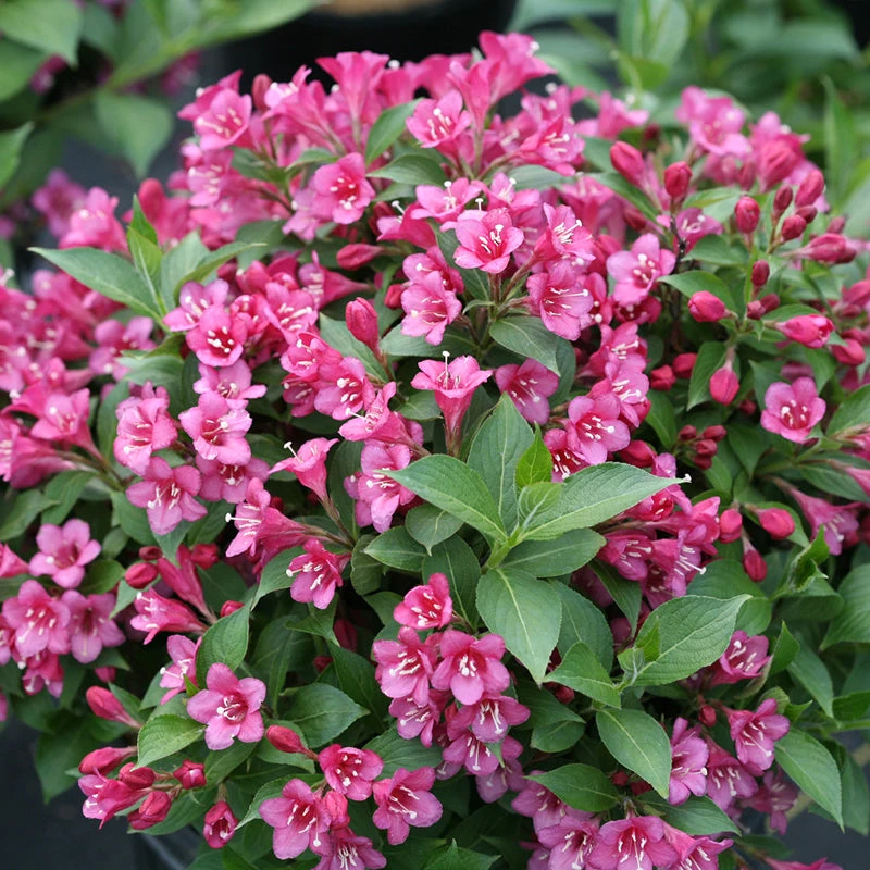 Snippet® Dark Pink Weigela 3 Snippet® Dark Pink Weigela
