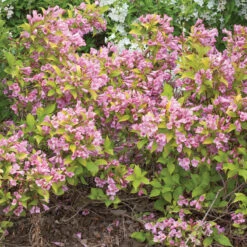 Great Garden Plants -Great Garden Plants Weigela Snippet Lime 1 P