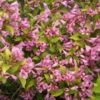 Snippet Lime® Weigela -Great Garden Plants Weigela Snippet Lime 2 P