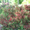 Sonic Bloom® Red Weigela -Great Garden Plants Weigela Sonic Bloom Red 1 P