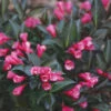Wine & Roses Weigela -Great Garden Plants Weigela Wine Roses 3