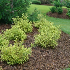 Bubbly Wine™ Weigela 10 Bubbly Wine™ Weigela -Great Garden Plants WeigelaBubblyWineDSC04588 800x800 fef1585