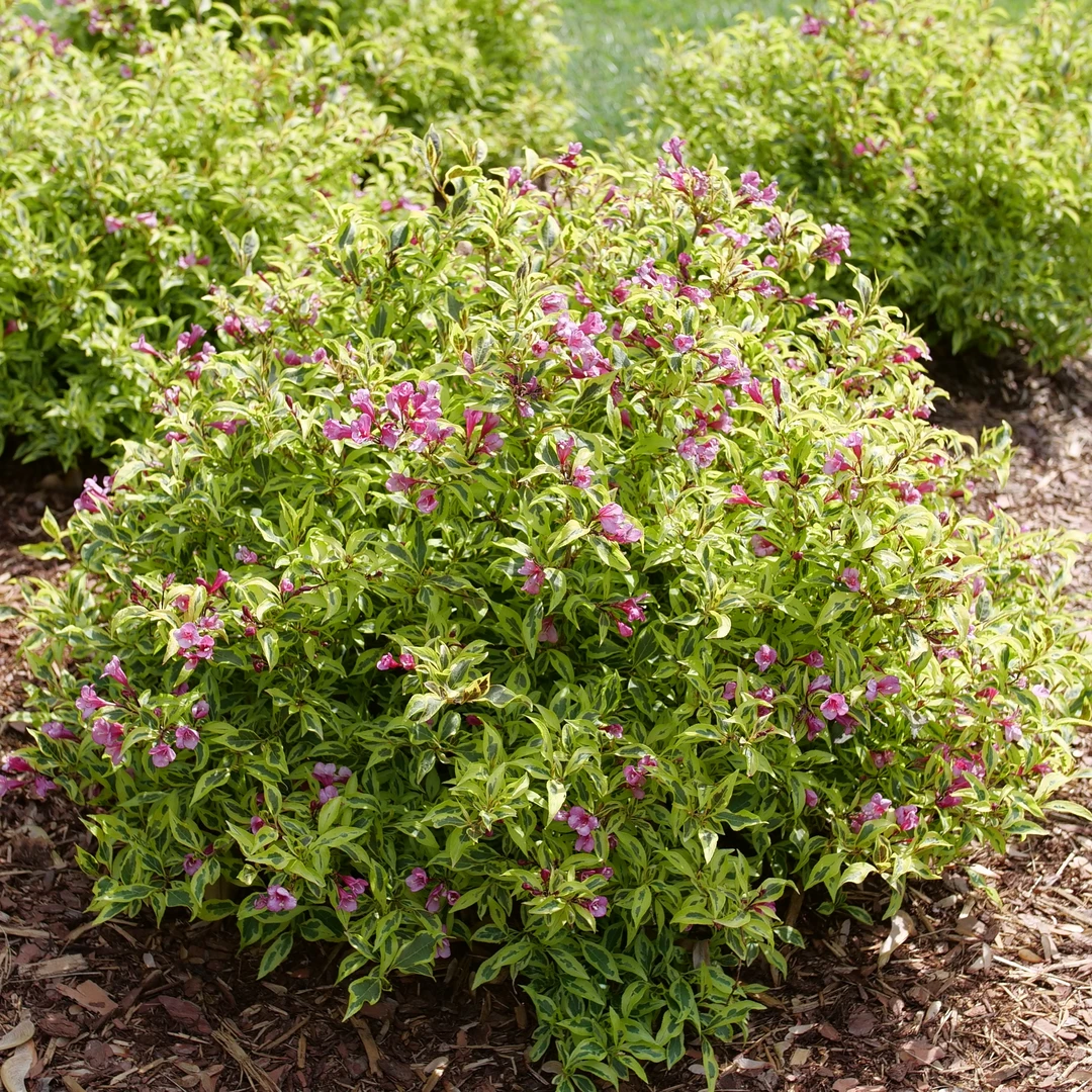 Bubbly Wine™ Weigela 5 Bubbly Wine™ Weigela - Image 3