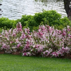 Czechmark Trilogy® Weigela 10 Czechmark Trilogy® Weigela -Great Garden Plants WeigelaCzechmarkTrilogyP1060922 800x800 2a9d56d