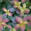 Midnight Sun™ Weigela -Great Garden Plants WeigelaMidnightSunP1093797 1080x1080 33ae4e4