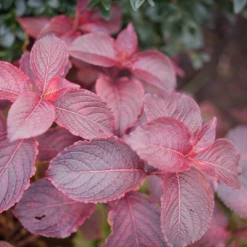 Midnight Sun™ Weigela -Great Garden Plants WeigelaMidnightSunP1117997 1080x1080 d3163c7