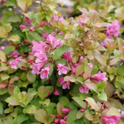 Midnight Sun™ Weigela -Great Garden Plants WeigelaMidnightSunP1184011 800x800 af8f5c9