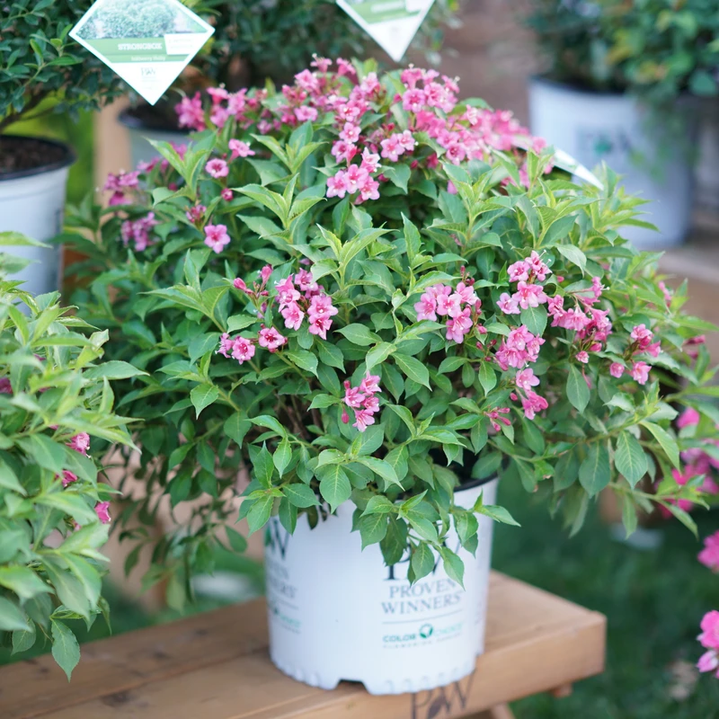 Snippet® Dark Pink Weigela 4 Snippet® Dark Pink Weigela - Image 2