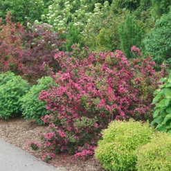 Sonic Bloom Punch™ Weigela -Great Garden Plants WeigelaSonicBloomPunchDSC06419 800x800 6296f1c