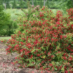 Sonic Bloom® Red Weigela -Great Garden Plants WeigelaSonicBloomRedIMG 9370 800x800 5a01884