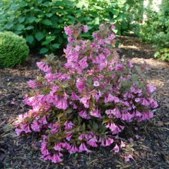 Sonic Bloom Wine™ Weigela -Great Garden Plants WeigelaSonicBloomWineP1194940 1080x1080 4e2be0d