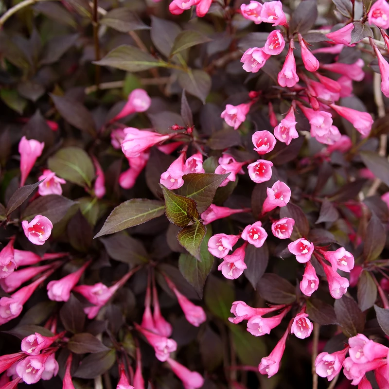 Very Fine Wine™ Weigela 5 Very Fine Wine™ Weigela - Image 3