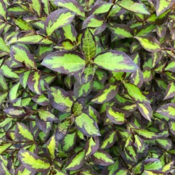 Vinho Verde® Weigela -Great Garden Plants WeigelaVinhoVerdeIMG 1202 1080x1080 123ad77