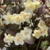 Wine & Spirits™ Weigela -Great Garden Plants WeigelaWineSpiritsIMG 7138 1080x1080 42cddae