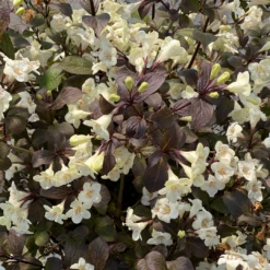 Wine & Spirits™ Weigela -Great Garden Plants WeigelaWineSpiritsIMG 7142 1080x1080 8ecb085