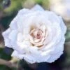 White Drift® Rose -Great Garden Plants WhiteDrift Rose