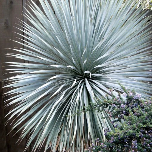 'Sapphire Skies' Yucca 5 'Sapphire Skies' Yucca - Image 3